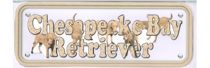 Chesapeake Bay Retriever Chesapeake Bay Retriever